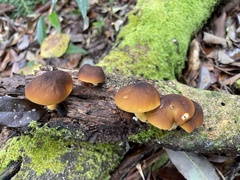 Cyptotrama glabra