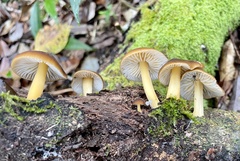 Cyptotrama glabra