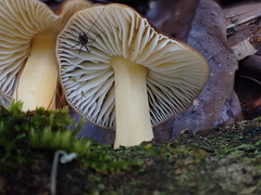 Cyptotrama glabra