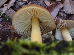 Cyptotrama glabra