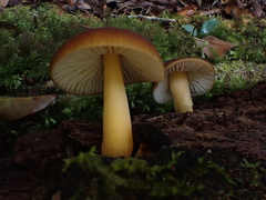 Cyptotrama glabra