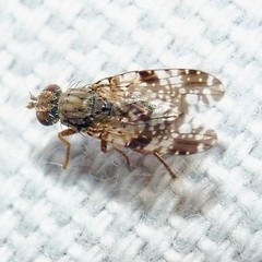 Tephritis vespertina