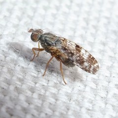 Tephritis vespertina