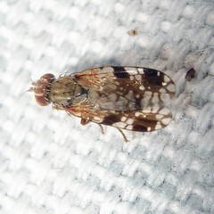 Tephritis neesii