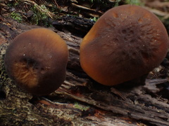 Cyptotrama glabra