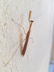 Eumusonia