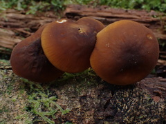 Cyptotrama glabra