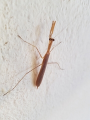 Eumusonia
