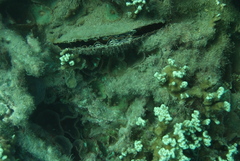 Atrina vexillum
