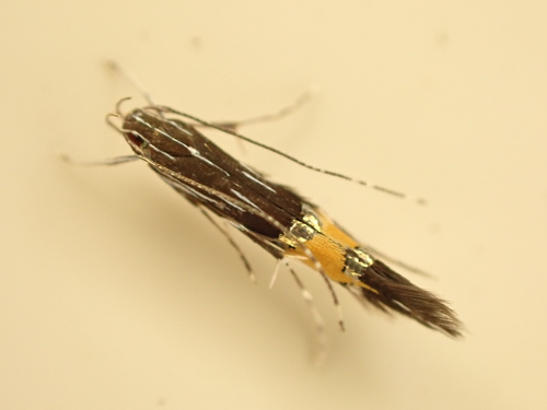 Cosmopterix attenuatella (Walker, 1864)