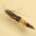 Cosmopterix attenuatella - Photo (c) Saryu Mae, some rights reserved (CC BY), uploaded by Saryu Mae