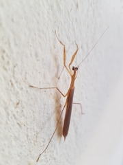 Eumusonia