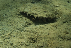 Pinctada margaritifera