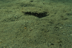 Pinctada margaritifera