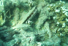 Atrina vexillum