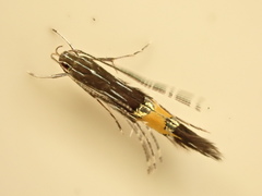 Cosmopterix attenuatella