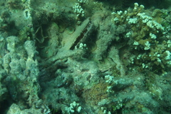 Atrina vexillum