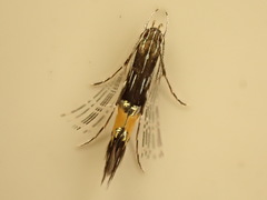 Cosmopterix attenuatella