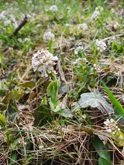 Noccaea caerulescens caerulescens