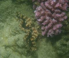 Tridacna squamosa