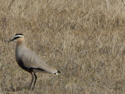 Sociable Lapwing, Altay, RU, photo 6 of 10