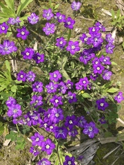 Legousia speculum-veneris