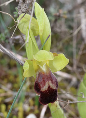 Ophrys vasconica