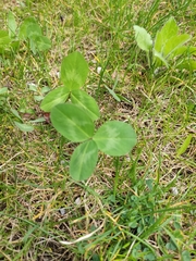 Trifolium pratense