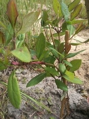 Lonicera × heckrottii