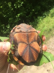 Kinosternon subrubrum subrubrum