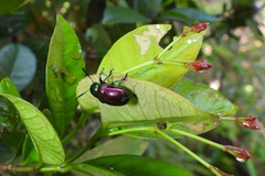 Platycorynus sauteri