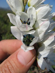 Ixia mostertii