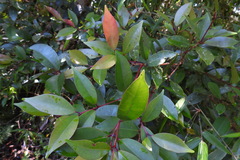 Syzygium kusukusuense
