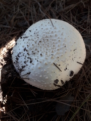 Amanita gracilior