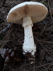 Amanita gracilior