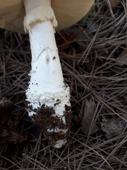Amanita gracilior