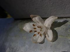 Alniphyllum pterospermum