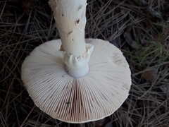 Amanita gracilior