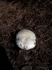 Amanita gracilior