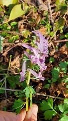 Corydalis solida
