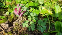 Corydalis solida