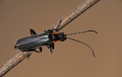 Cantharis pulicaria