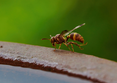 Ropalidia cyathiformis