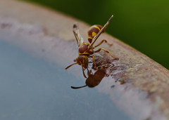 Ropalidia cyathiformis