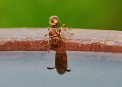 Ropalidia cyathiformis