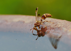 Ropalidia cyathiformis