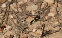 Chrysotoxum intermedium