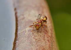 Ropalidia cyathiformis