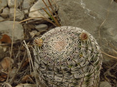 Echinocereus ctenoides
