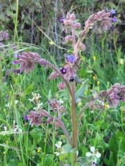 Anchusa undulata